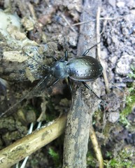 Carabus hortensis