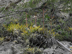 Tillandsia secunda