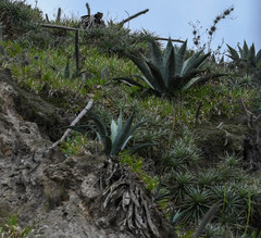 Agave cordillerensis