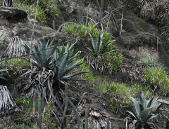 Agave cordillerensis