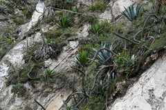 Agave cordillerensis