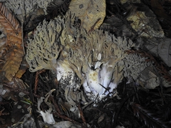 Ramaria violaceibrunnea