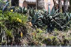 Agave cordillerensis