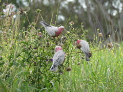Eolophus roseicapilla
