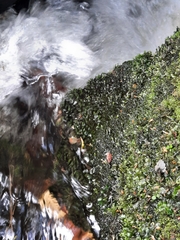 Fissidens rigidulus rigidulus