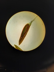 Fissidens rigidulus rigidulus