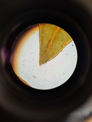 Fissidens rigidulus rigidulus