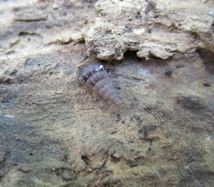 Alinda biplicata