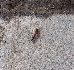 Harpegnathos saltator