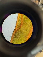 Fissidens rigidulus rigidulus