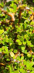 Coprosma obconica