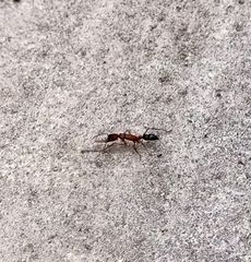 Harpegnathos saltator