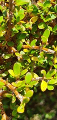 Coprosma obconica