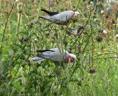 Eolophus roseicapilla