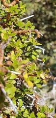Coprosma obconica