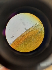 Fissidens rigidulus rigidulus