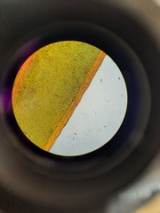 Fissidens rigidulus rigidulus