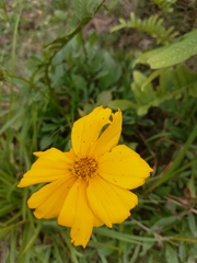 Cosmos sulphureus image