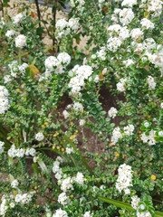 Pimelea nivea