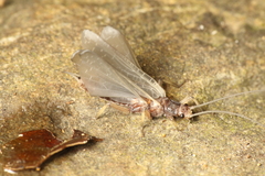 Austroperla cyrene