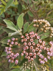 Pluchea carolinensis