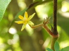 Apeiba tibourbou