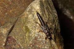 Austroperla cyrene