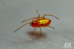 Chrysso albomaculata