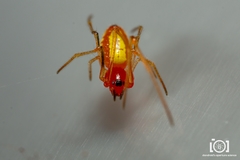 Chrysso albomaculata