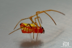 Chrysso albomaculata