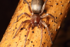 Hypodrassodes maoricus