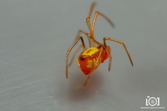 Chrysso albomaculata