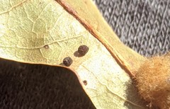 Neuroterus saltatorius texanus