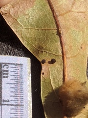 Neuroterus saltatorius texanus