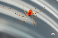 Chrysso albomaculata