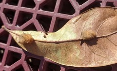 Neuroterus saltatorius texanus