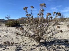 Eriastrum densifolium