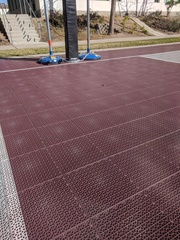 Neuroterus saltatorius texanus