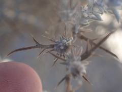 Eriastrum densifolium