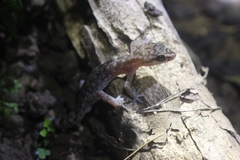 Cyrtodactylus semiadii