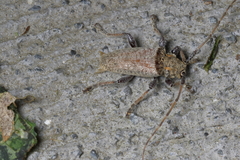 Polyacanthia flavipes