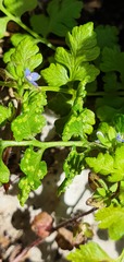 Cystopteris tasmanica