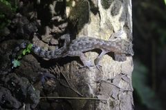 Cyrtodactylus semiadii