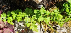 Cystopteris tasmanica