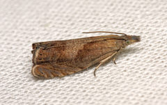 Dichrorampha simpliciana