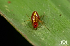 Chrysso albomaculata