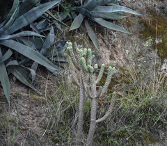 Agave cordillerensis