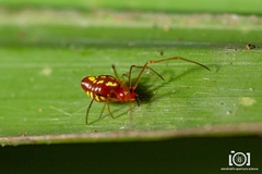 Chrysso albomaculata