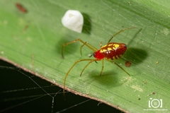Chrysso albomaculata