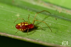 Chrysso albomaculata